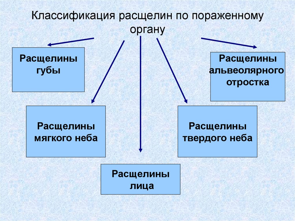 Виды расщелин губы и неба при ринолалии схема