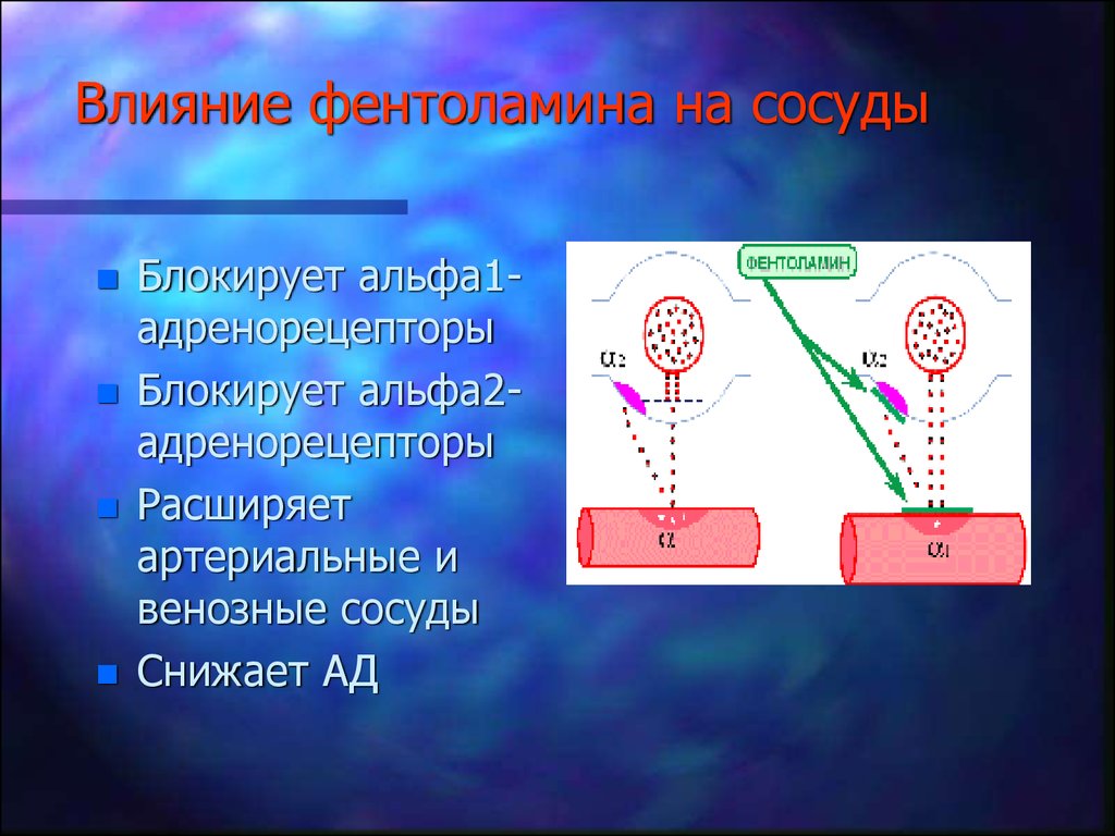 Влияние на сосуды. Альфа адренорецепторы сосудов. Альфа 2 адренорецепторы сосуды. Влияние фентоламина на сосуды. Механизм действия фентоламина.