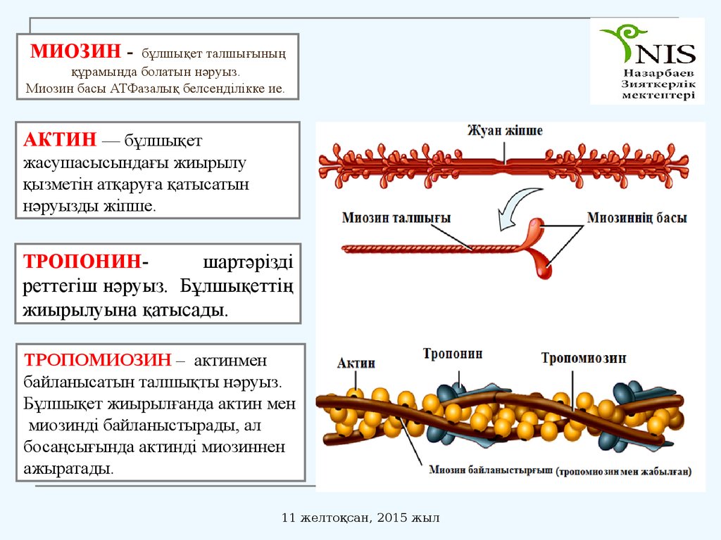 Свойства белков мышечной ткани