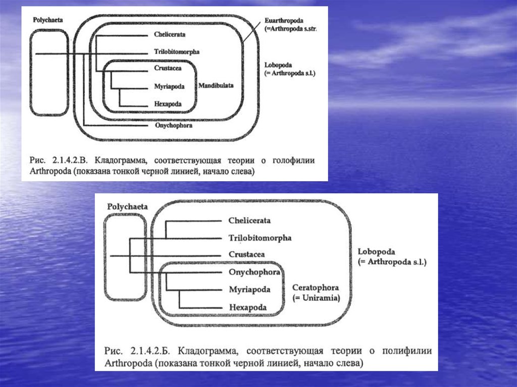 Схема полифилии вейденрейха