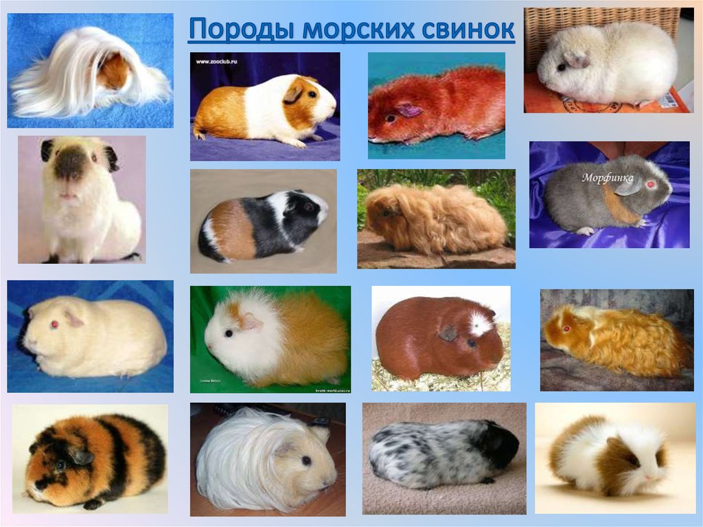 Разновидности морских свинок фото и описание
