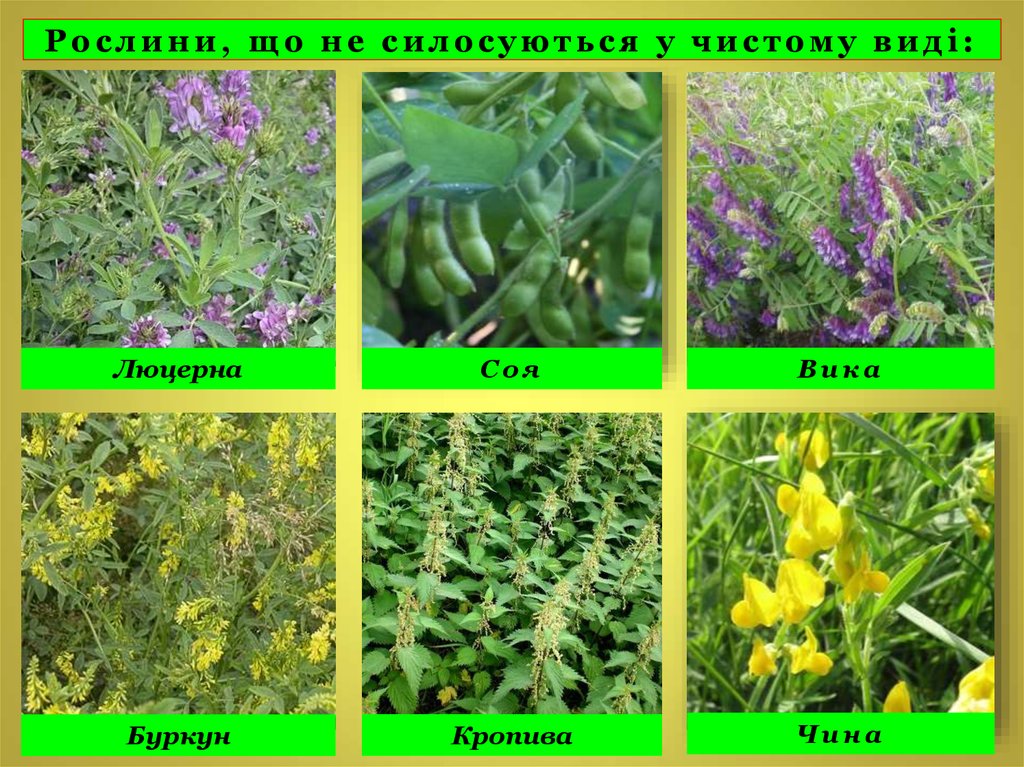 Рослини, що не силосуються у чистому виді: