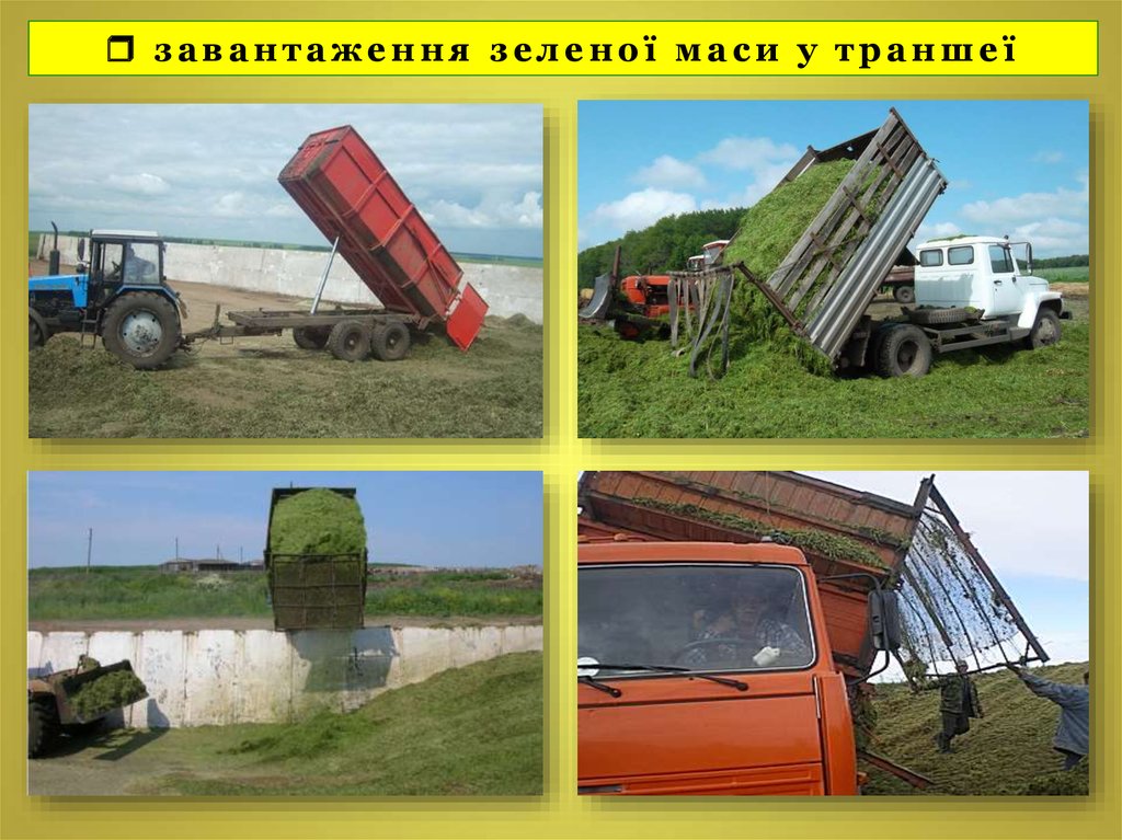  завантаження зеленої маси у траншеї