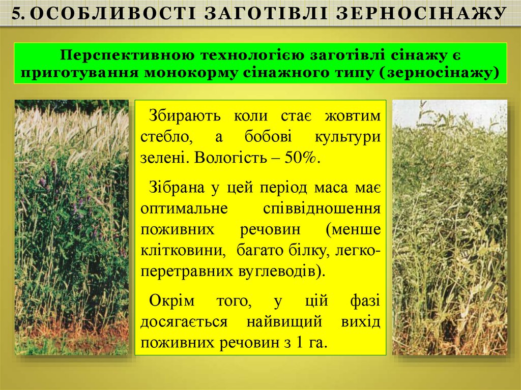 Перспективною технологією заготівлі сінажу є приготування монокорму сінажного типу (зерносінажу)