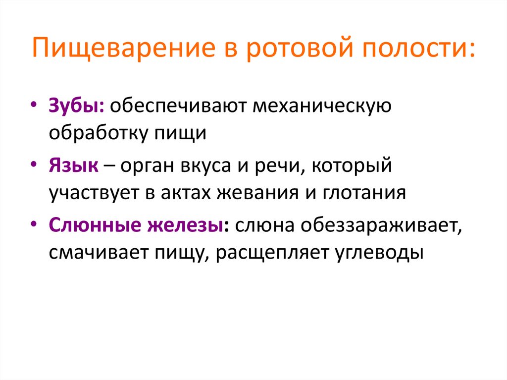 Процессы ротовой полости. Пищеварение в ротовой полости. Пизеварение в полоси рата.