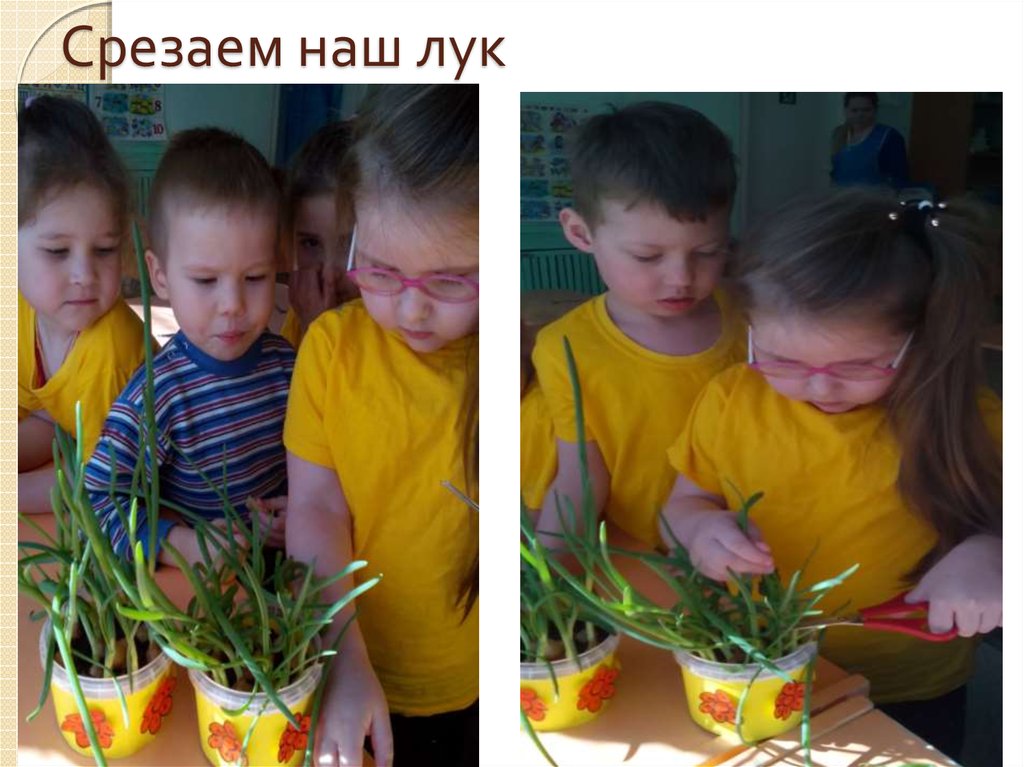 Срезаем наш лук