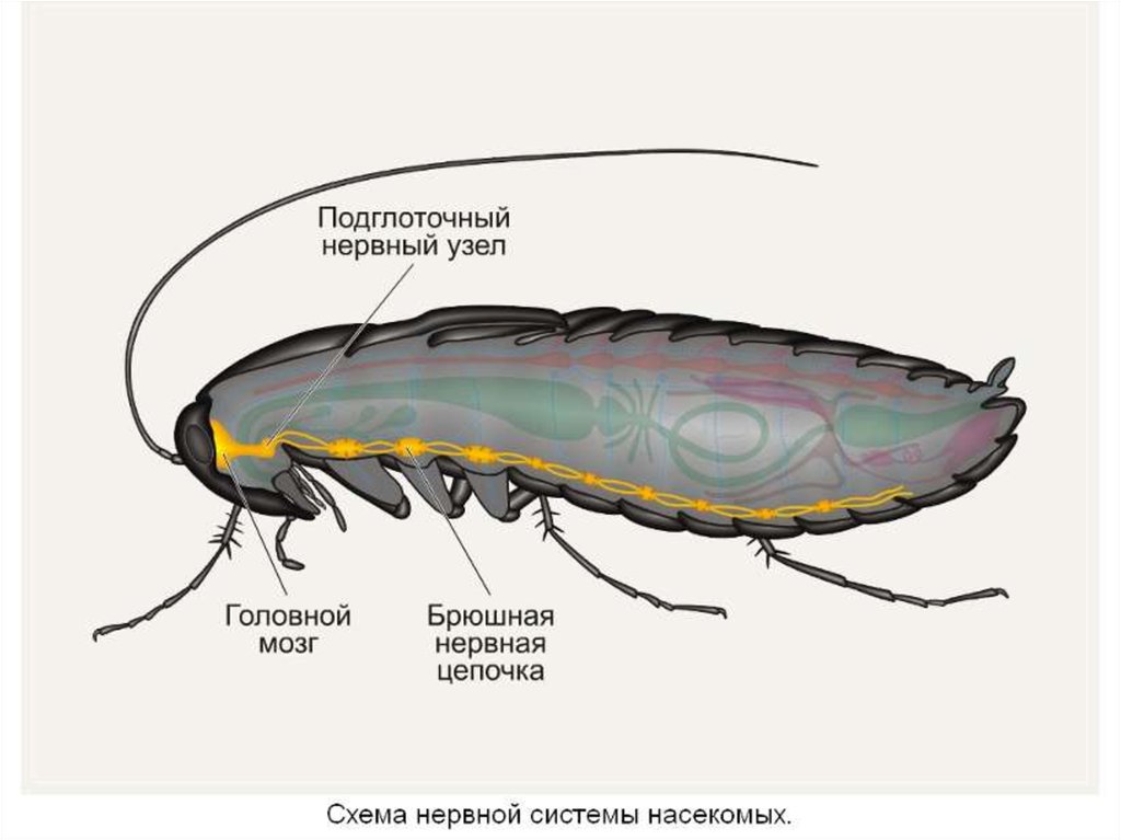 Какие системы у насекомых. Нервная система система насекомых. Строение нервной системы насекомых. Нервная система таракана. Нервная система членистоногих насекомых.