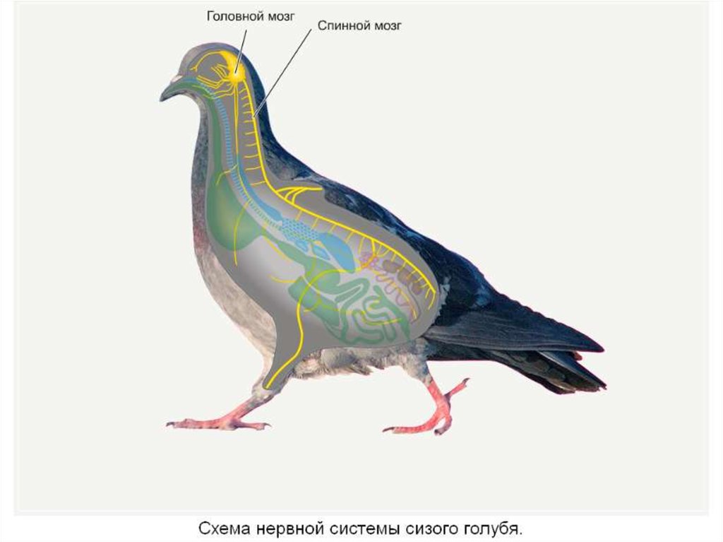 Мозг голубя. Нервная система птиц 7 класс биология. Строение нервной системы голубя. Внутреннее строение птиц нервная система. Строение головного мозга голубя.