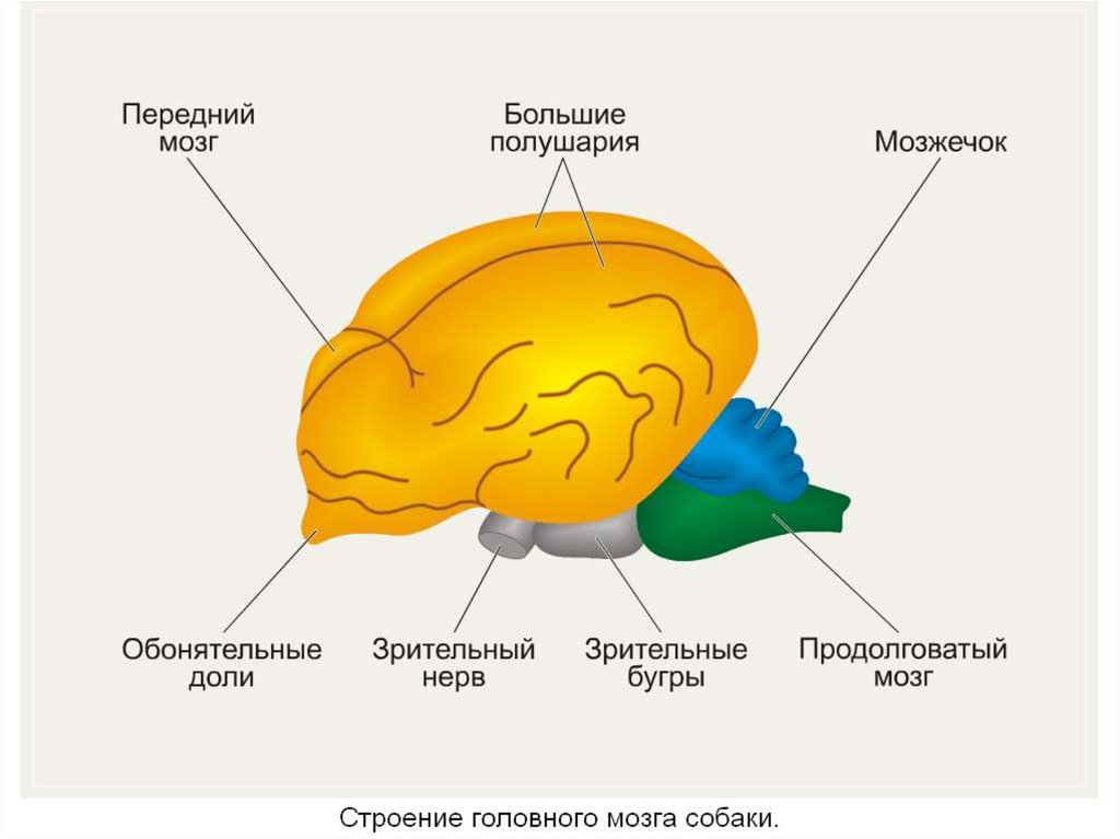 Головной мозг млекопитающих характеризуется. Строение головного мозга млекопитающих. Отделы головного мозга млекопитающих схема. Отделы головного мозга млекопитающих рисунок. Функции отделов головного мозга млекопитающих.
