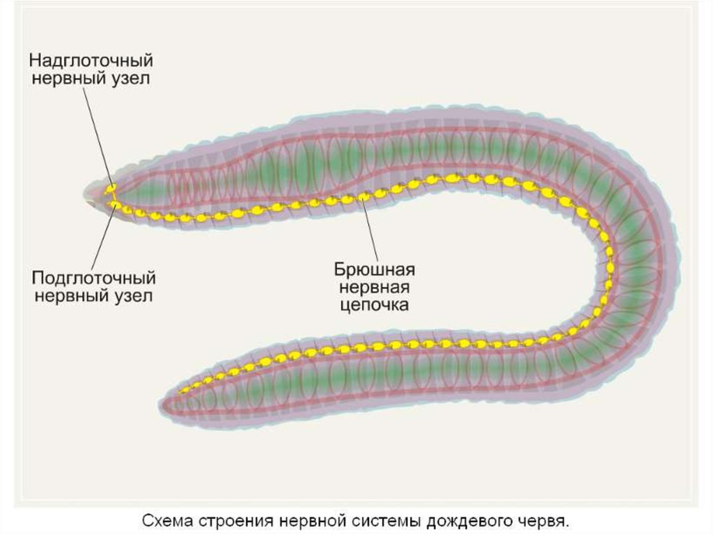 Стволовой червь. Нервная система кольчатого червя. Нервная система кольчатых червей состоит из. Нервная система rjkmxfnjuj червей. Кольчатые черви строение.