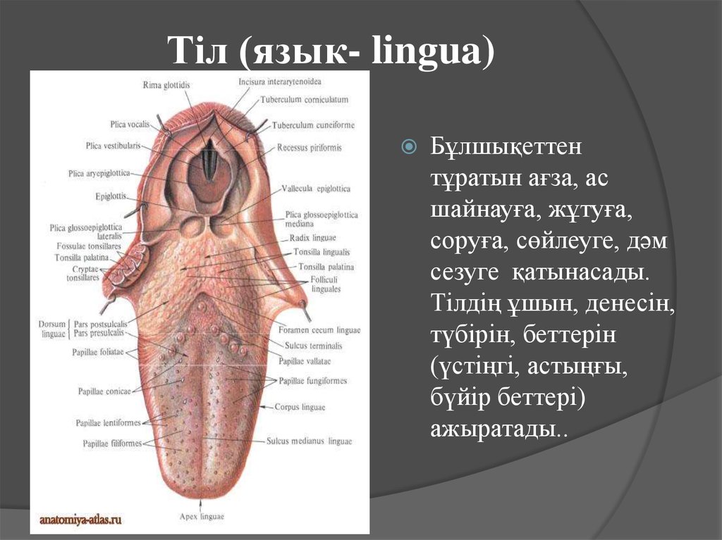 Тіл (язык- lingua)