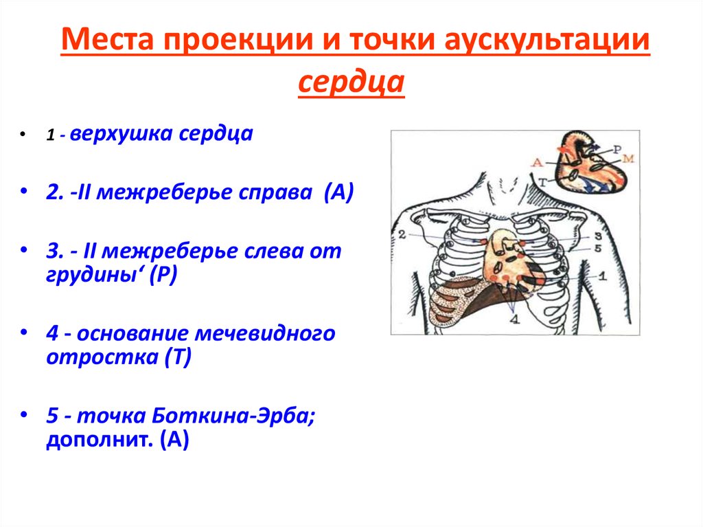 Места проекции. Аускультация сердца межреберья. 5 Точек аускультации сердца тоны. Аускультация сердца точки выслушивания. Точка аускультации 2 тона.