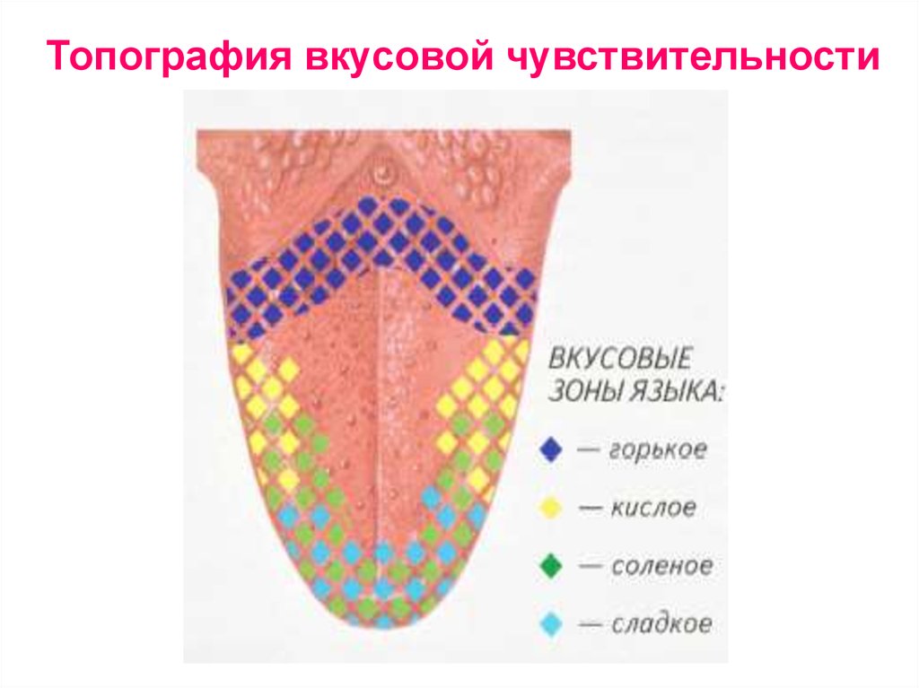 Язык схема. Схеме зон вкусовой чувствительности языка.. Зоны разных видов вкусовой чувствительности языка.. Вкусовая сенсорная система вкусовая чувствительность. Схема полей вкусовой чувствительности языка.