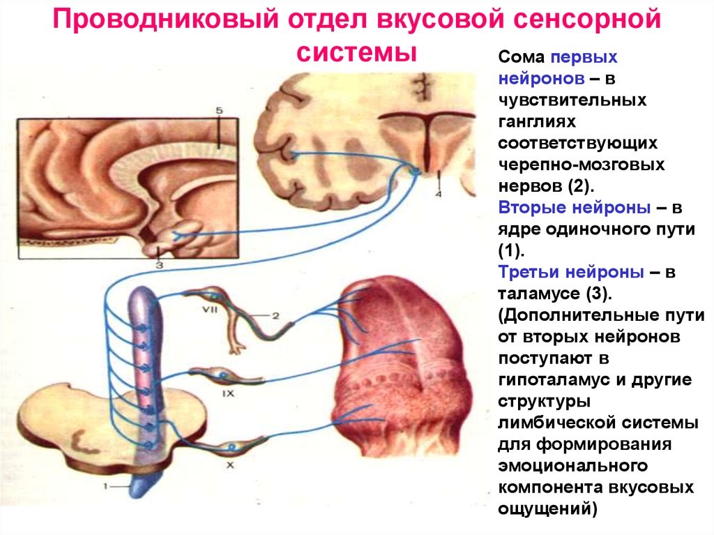 Отделы сенсорной системы. Проводниковый и корковый отделы вкусовой сенсорной системы.. Проводниковый отдел тактильной сенсорной системы. Проводниковый отдел вкусового анализатора физиология. Корковый отдел вкусовой сенсорной системы.