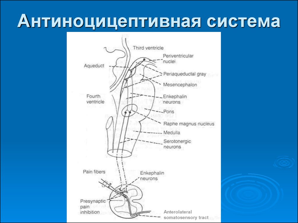 Схема антиноцицептивной системы