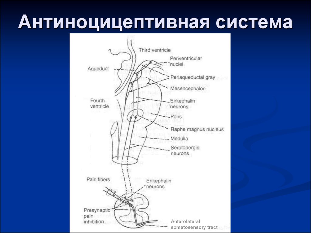 Схема антиноцицептивной системы