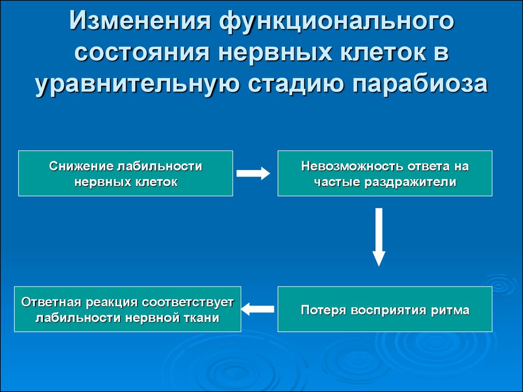 Функциональные изменения. Изменение функционального состояния. Функциональное состояние нервной системы. Функциональные состояния клетки. Изменение лабильности в фазы парабиоза.