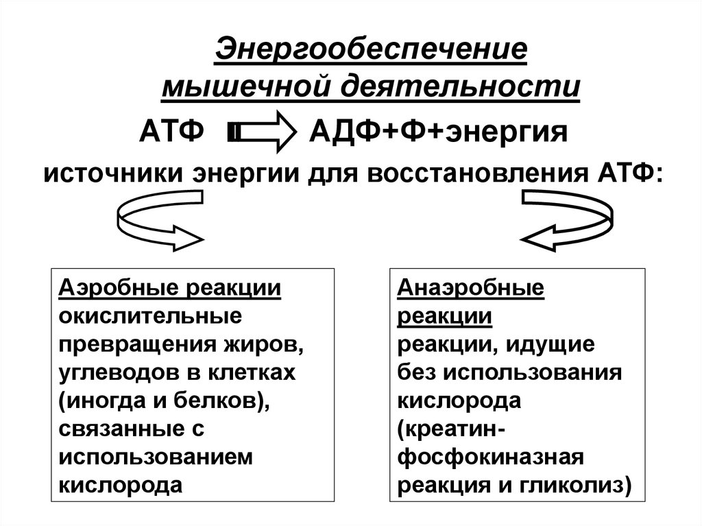 Активность мышц. Источники энергии мышечной деятельности биохимия. Механизмы энергетического обеспечения мышечной деятельности. Энергетическое обеспечение мышечной деятельности схема. Анаэробные механизмы энергообразования.