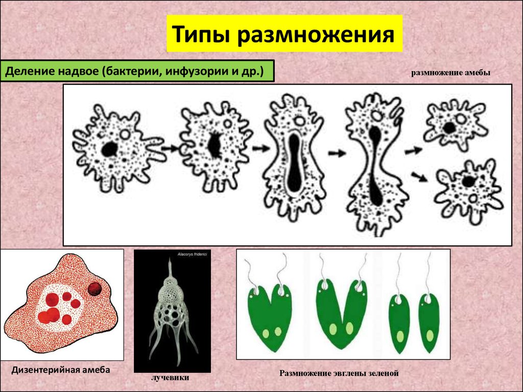 Определить тип размножения. Размножение дизентерийной амебы. Размножение амёбы обыкновенной схема. Дизентерийная амёба Тип размножения. Способ размножения амебы обыкновенной.