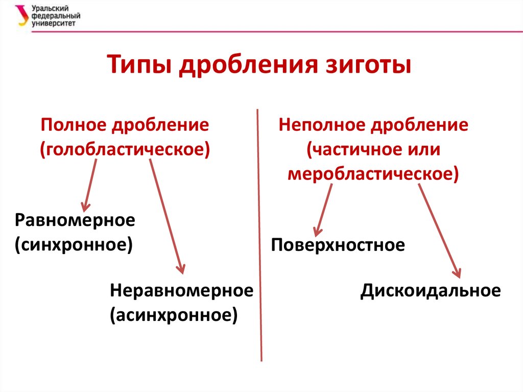 Характер дробления. Типы дробления зиготы голобластическое. Типы дробления зиготы таблица. Классификация типов дробления таблица. Схема классификации основных типов дробления.