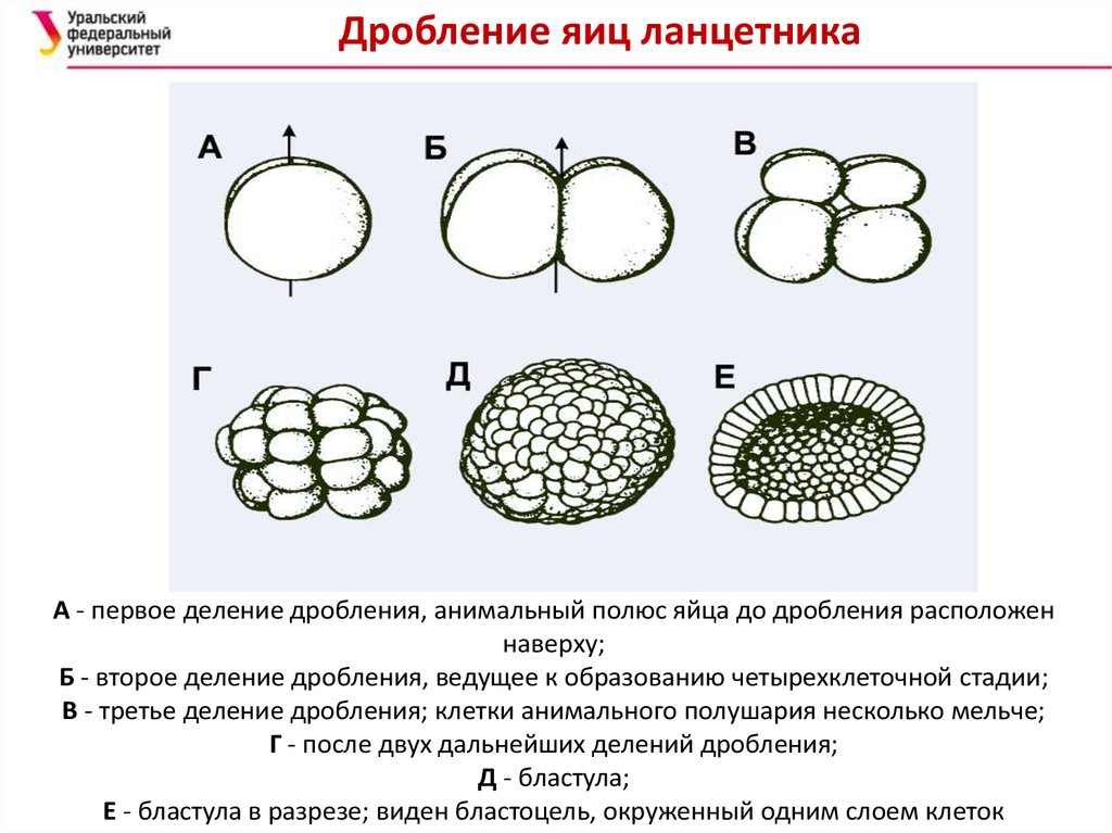 Бластула рисунок биология