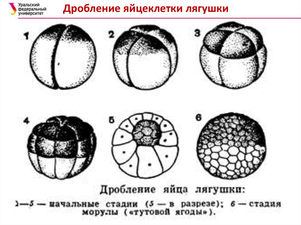 Размер яйцеклетки рыбы