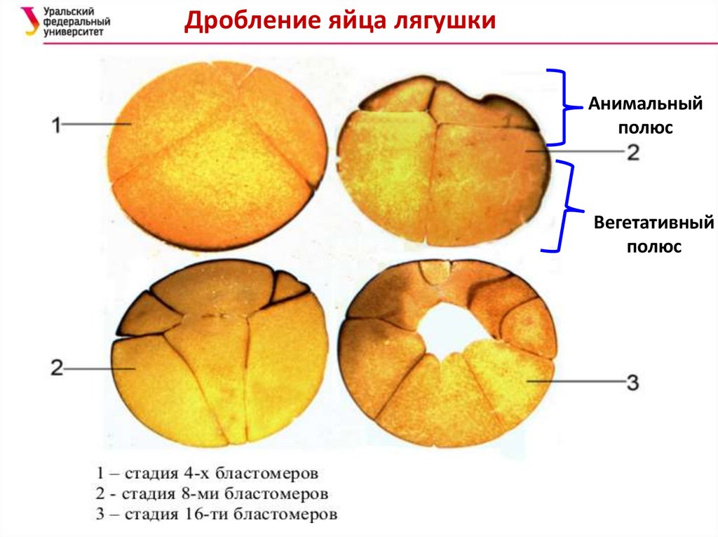 Бластула лягушки рисунок с подписями