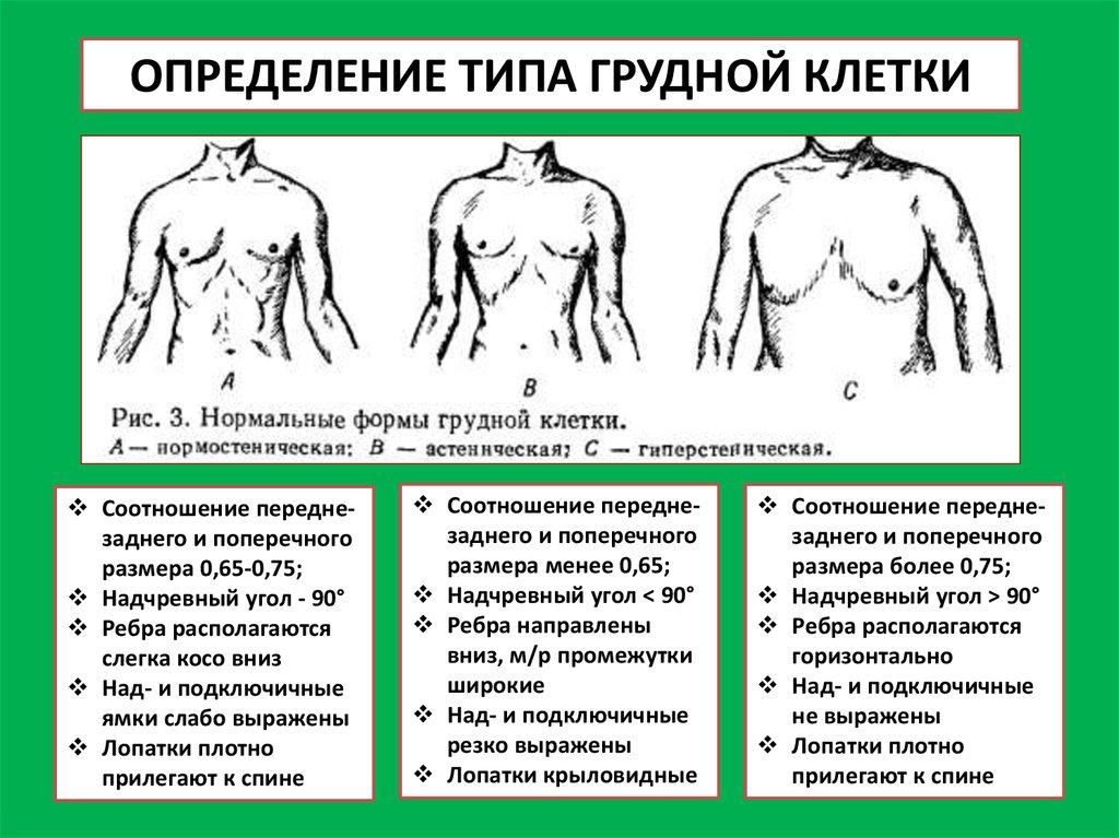 Все клетки больного мужчины имеют 47. Нормостенический Тип грудной клетки. Астенический нормостенический гиперстенический Тип грудной клетки. Характеристика нормостенической грудной клетки. Форма грудной клетки у гиперстеников.