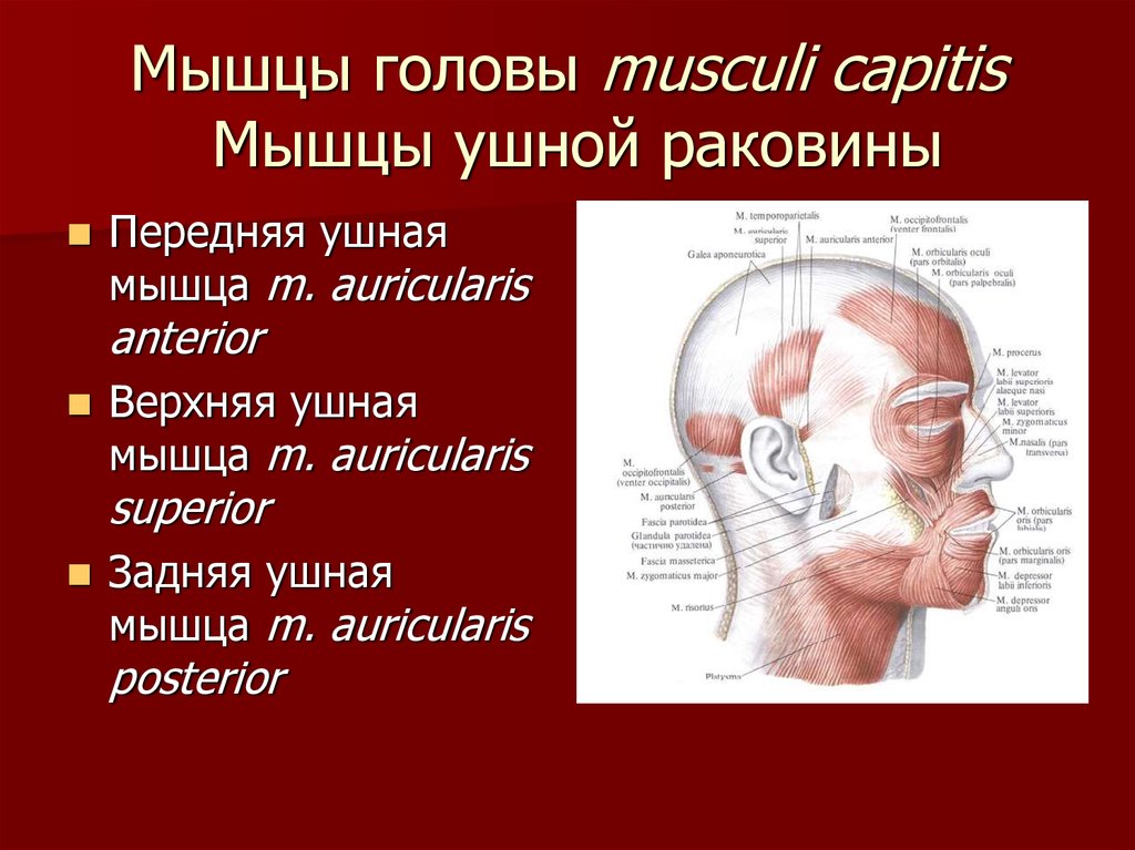 Мышцы уха. Мышцы окружности ушной раковины.