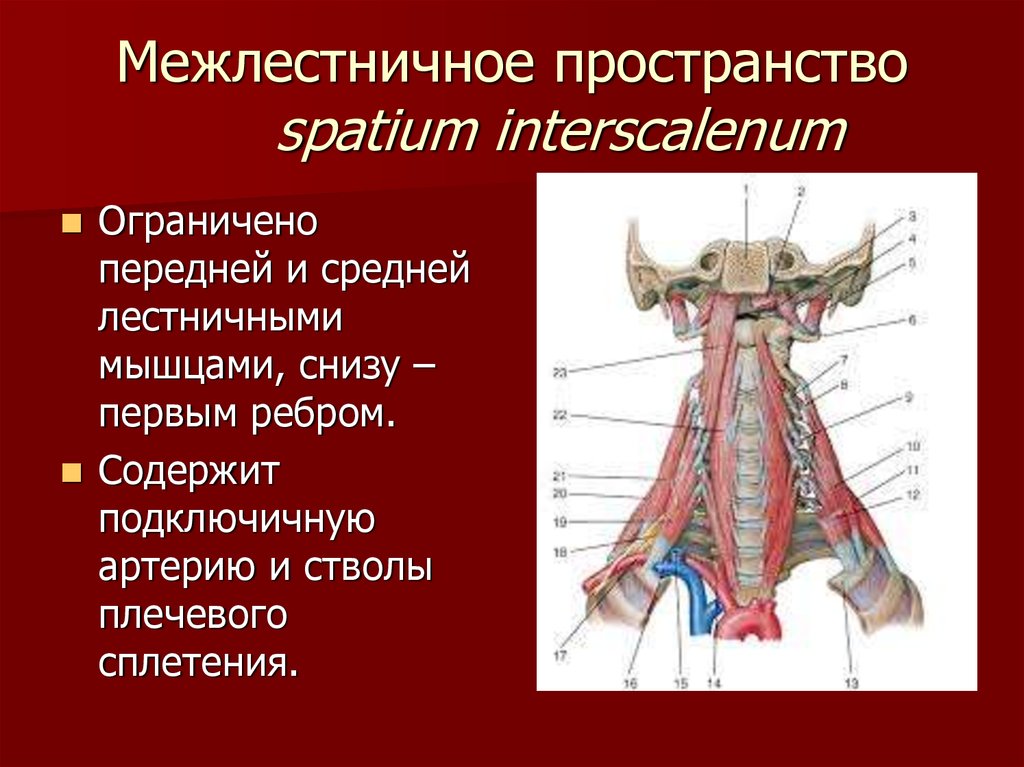 Топография мышц