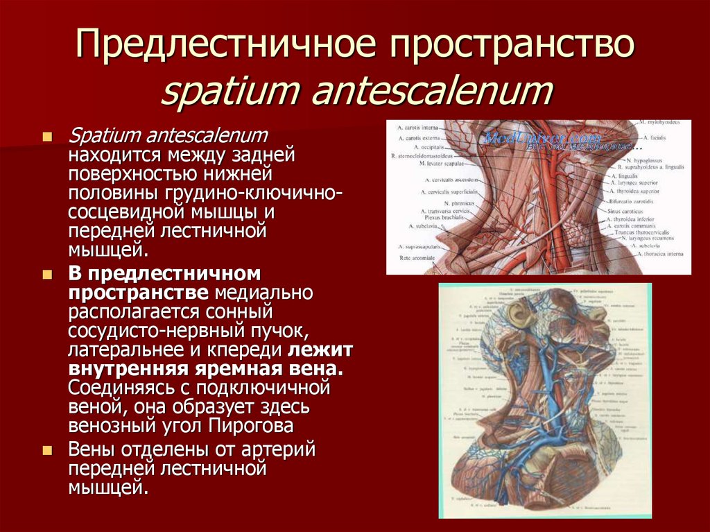 Мышцы головы и шеи презентация