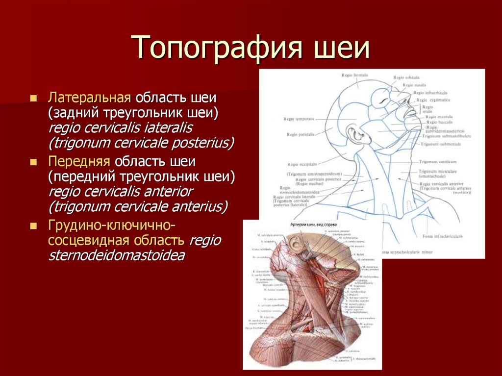 Треугольники шеи схема