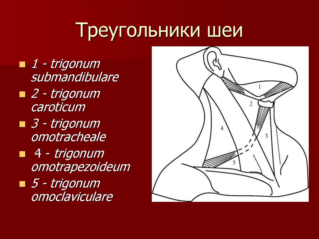Треугольники шеи