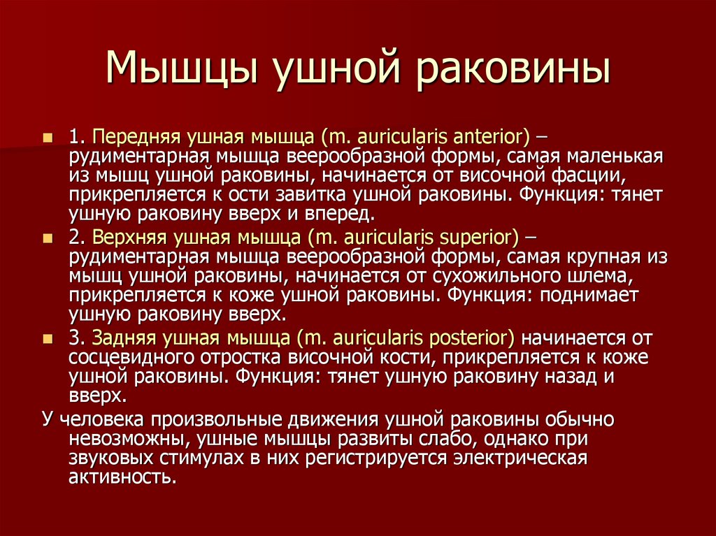 Мышцы ушной раковины. Передняя мышца ушной раковины. Передняя ушная мышца функции.