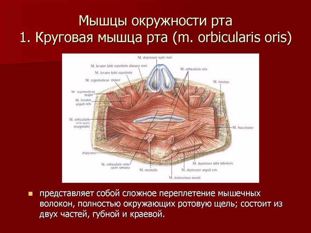 Мышцы окружности рта 1. Круговая мышца рта (m. orbicularis oris)