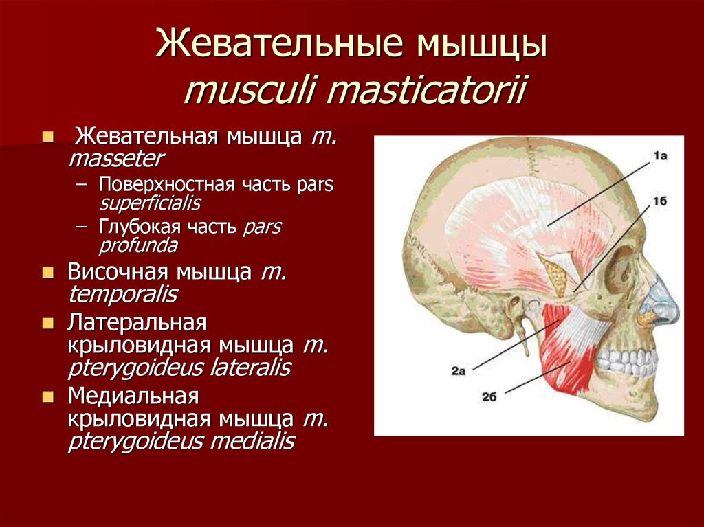 Жевательные мышцы схема