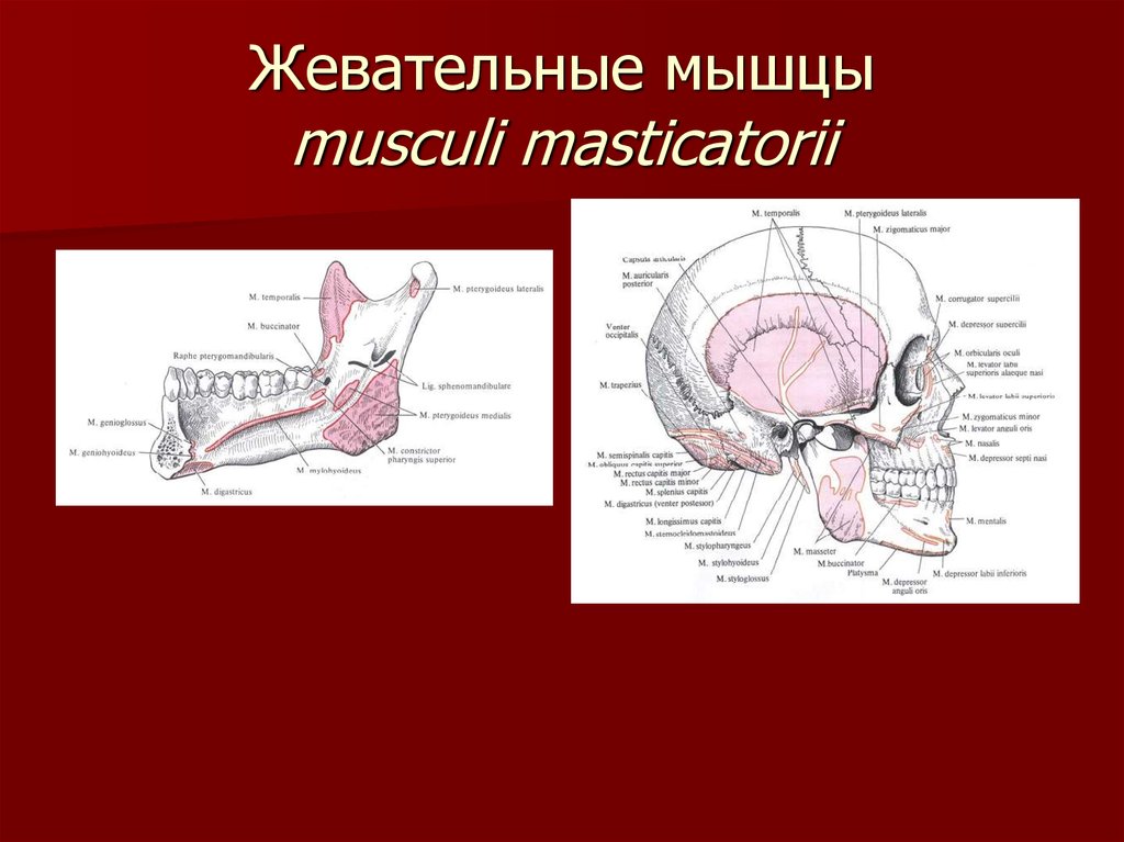 Жевательные мышцы схема