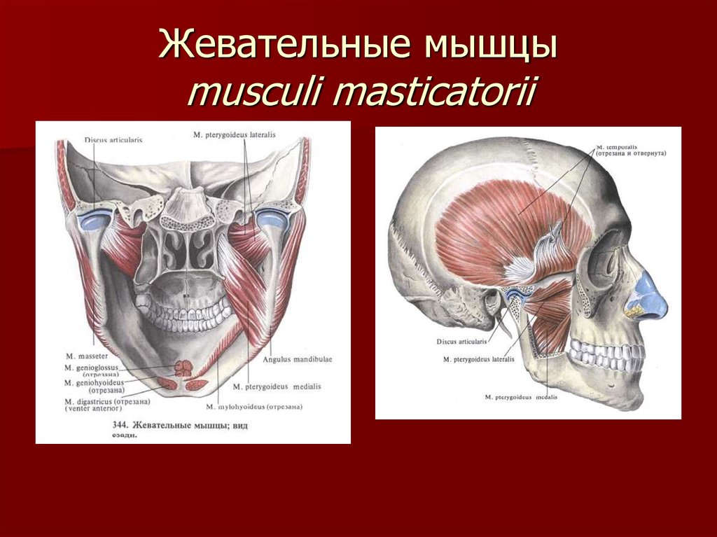 Жевательные мышцы musculi masticatorii