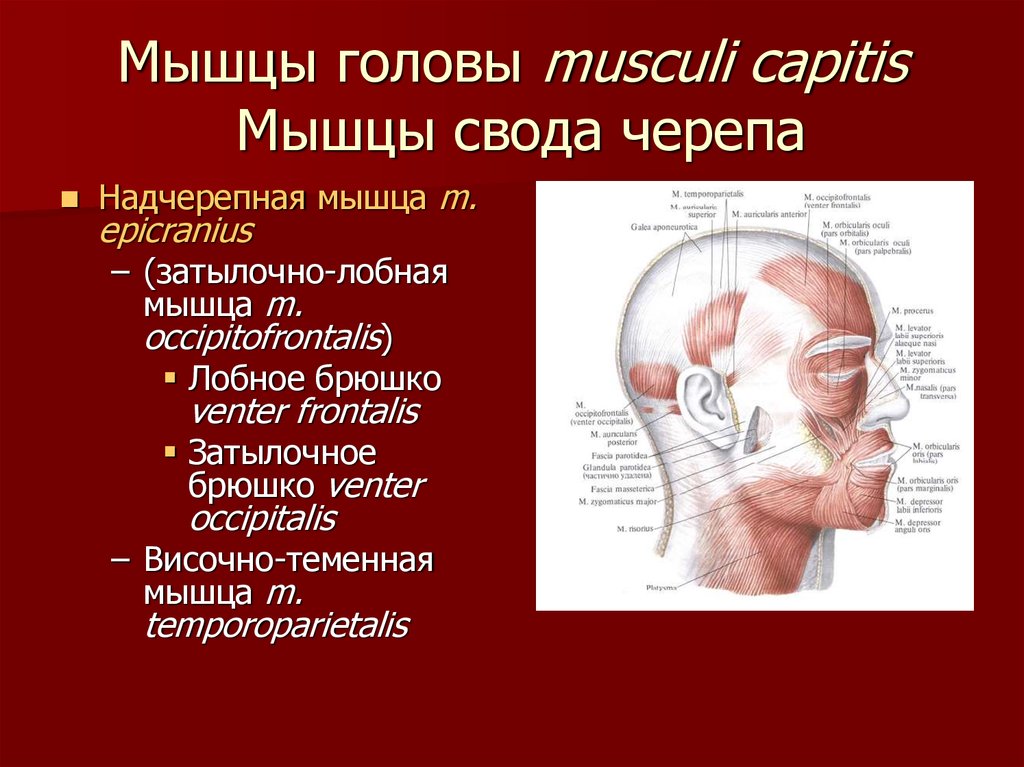 Мышцы головы musculi capitis Мышцы свода черепа