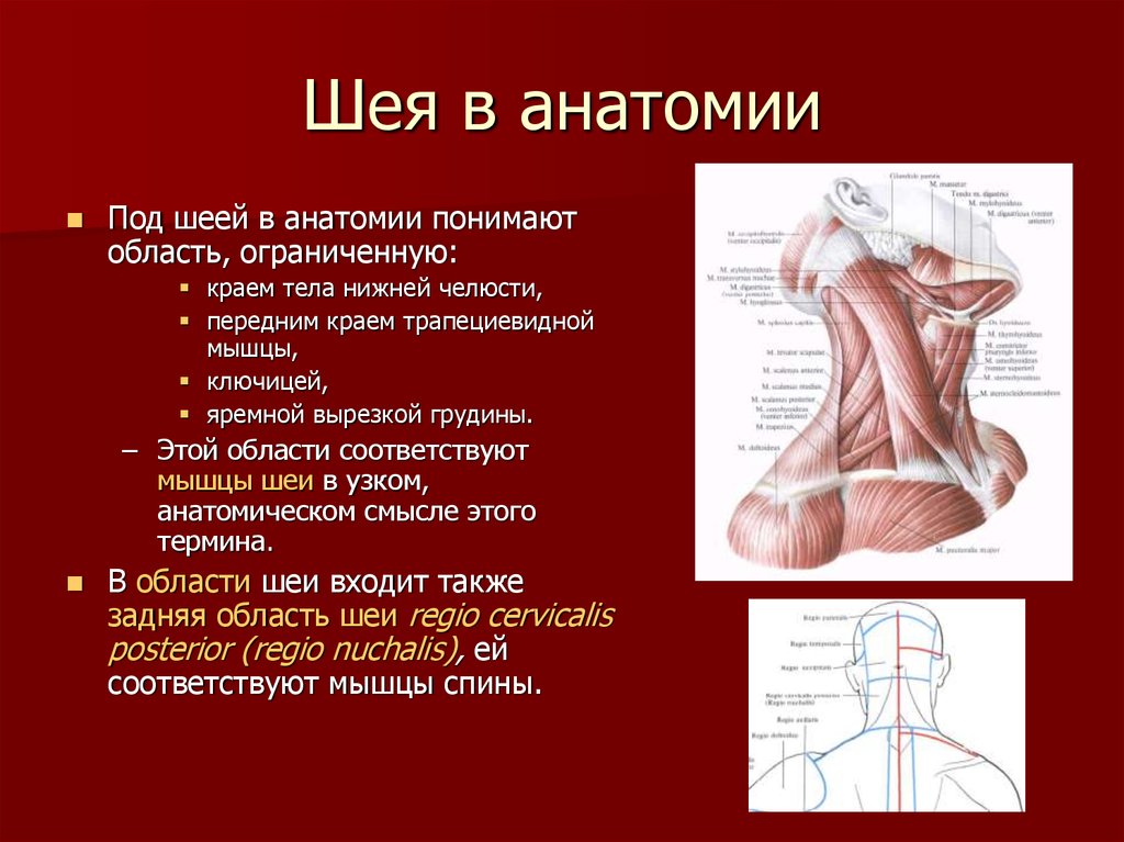 Анатомия шеи презентация