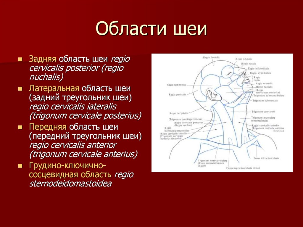 Нижняя треть шеи. Задняя область шеи (regio cervicalis posterior). Задний треугольник шеи топографическая анатомия. Латеральная область шеи. Области шеи анатомия.