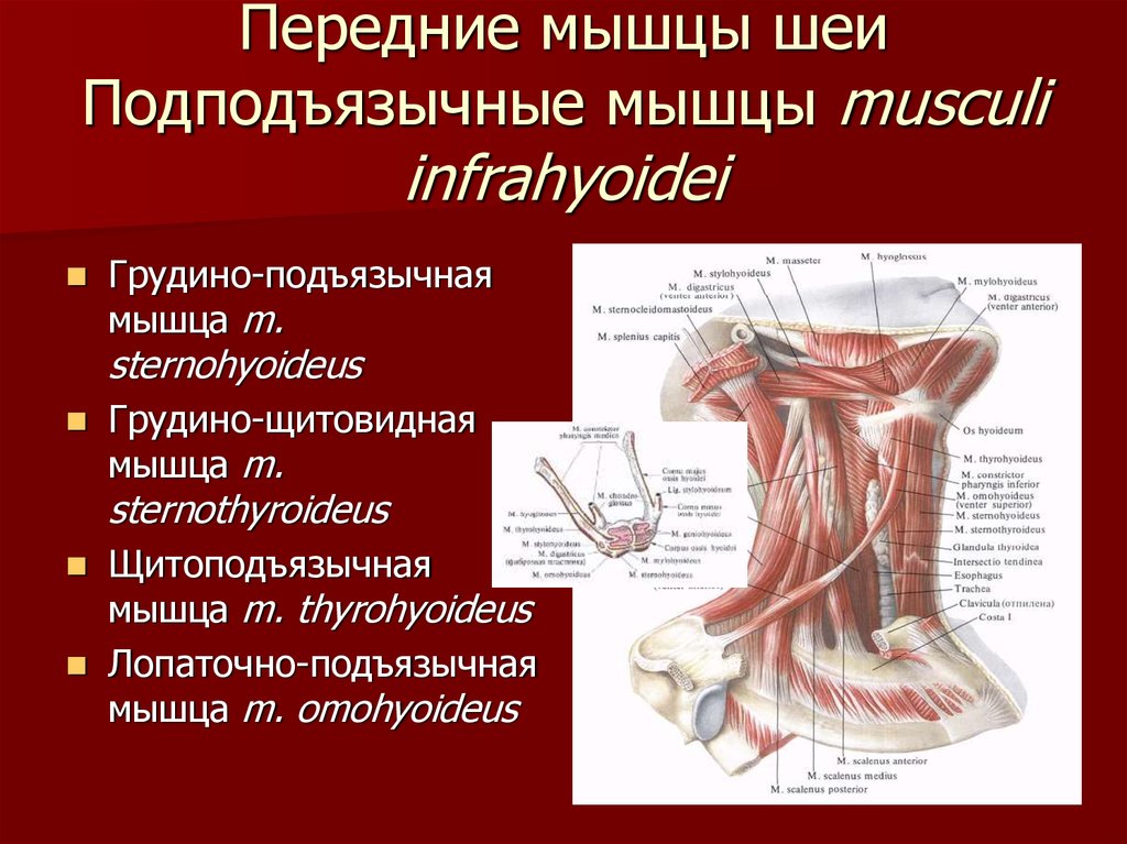 Передние мышцы шеи Подподъязычные мышцы musculi infrahyoidei