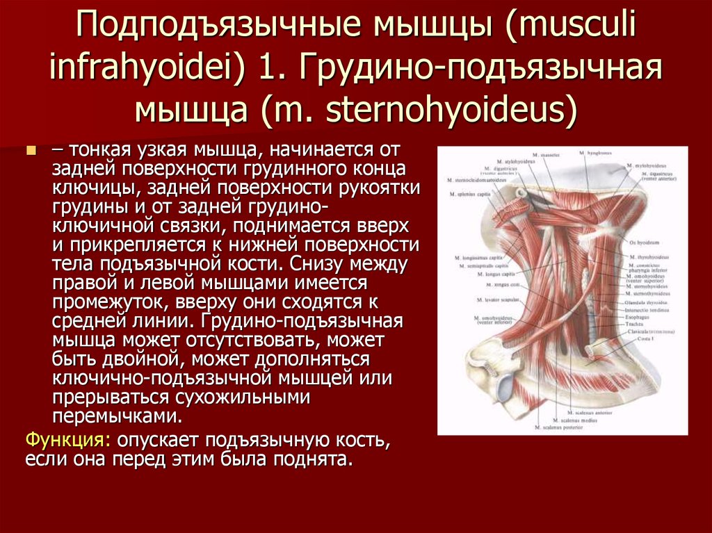 Презентация биомеханика мышц