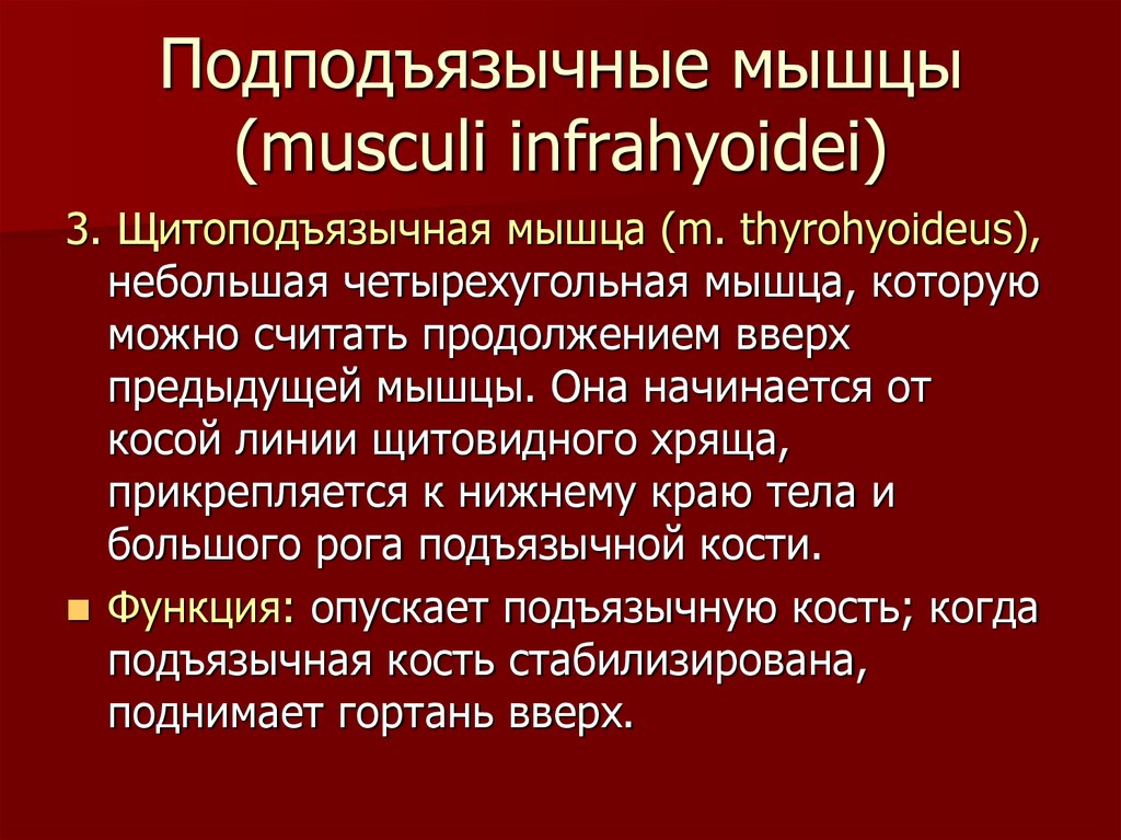 Подподъязычные мышцы (musculi infrahyoidei)