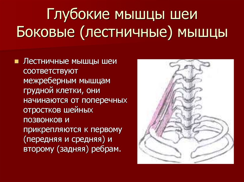 Глубокие мышцы шеи Боковые (лестничные) мышцы