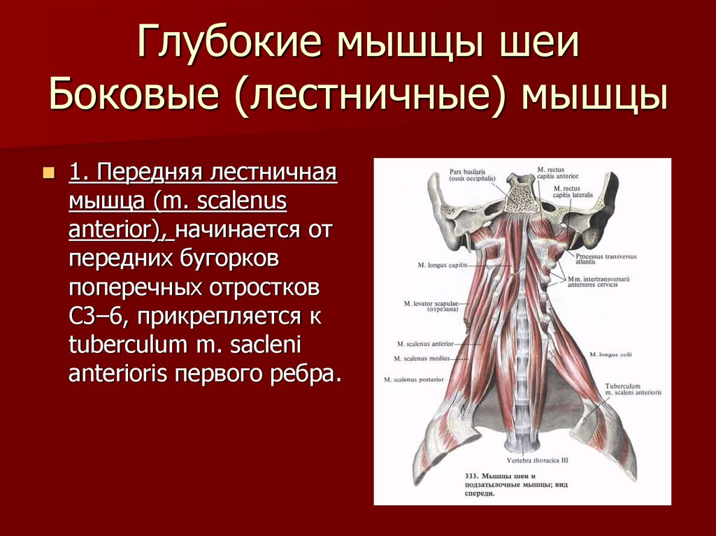 Лестничные мышцы анатомия. Лестничные мышцы шеи спазмированы. Лестничные мышцы шеи анатомия. Лестничная мышца анатомия.