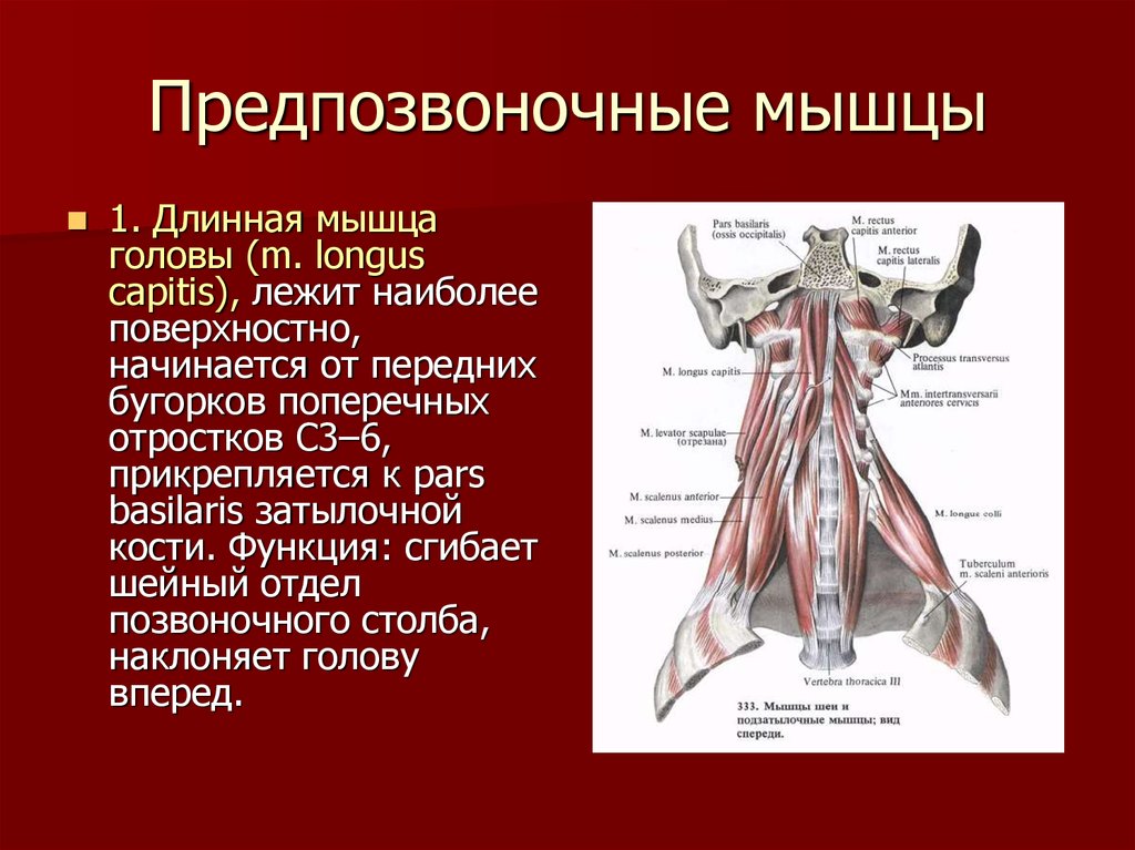 Длина мышц. Лестничные мышцы анатомия функция. Длинная мышца головы (m. Longus capitis). Глубокие мышцы шеи медиальная группа. Передняя и латеральная мышцы головы.