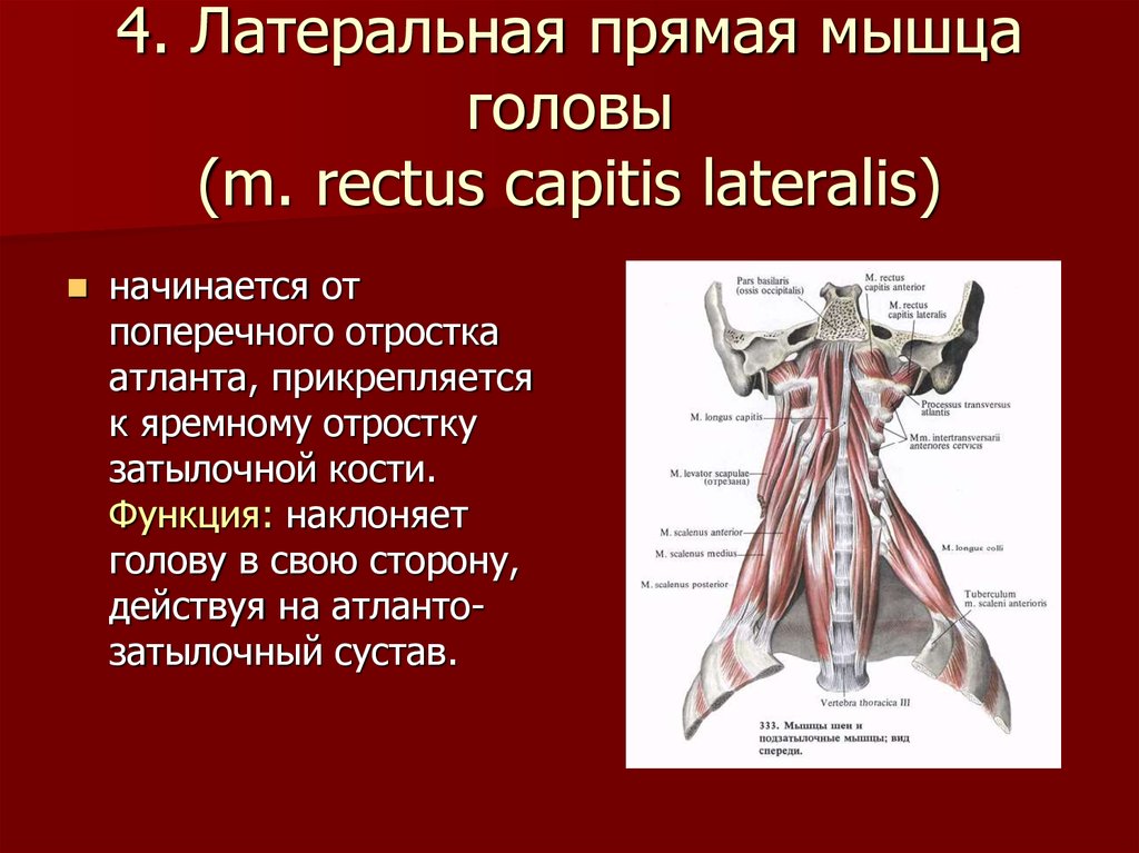 4. Латеральная прямая мышца головы (m. rectus capitis lateralis)
