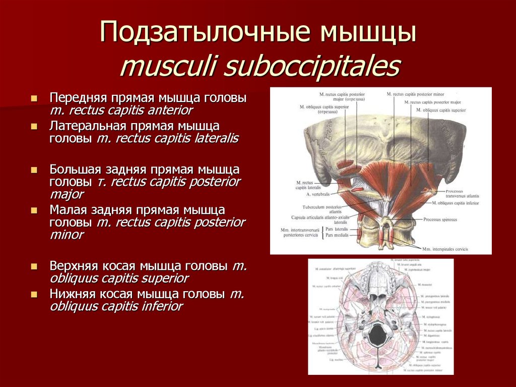 Подзатылочные мышцы musculi suboccipitales