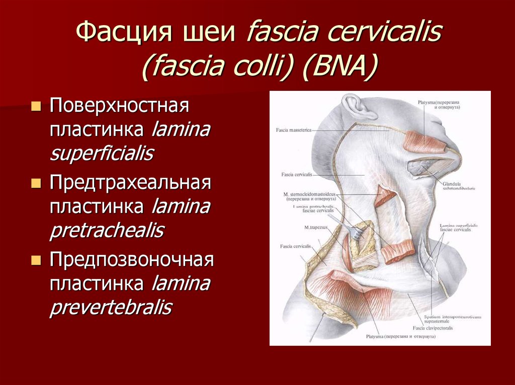 Шейная фасция